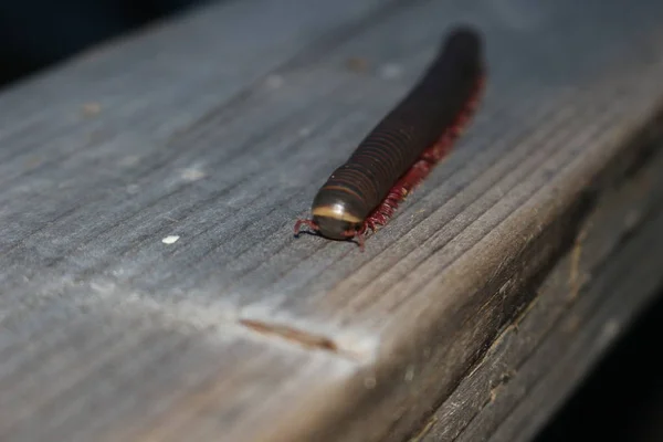 Americký obří milipede schoulená v obranném postoji na lesní podlaze. — Stock fotografie