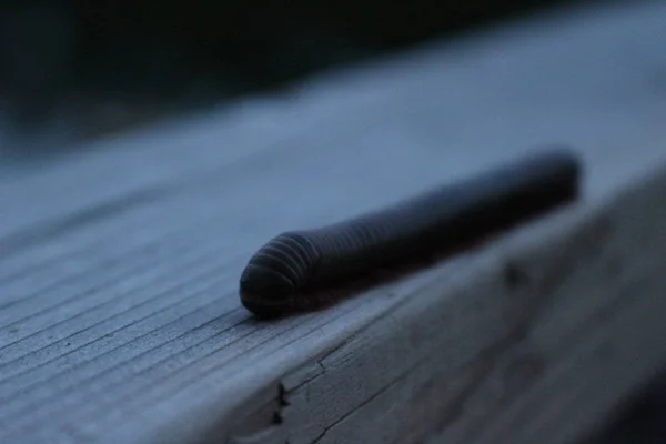 Ein amerikanischer Riesentausendfüßer, der sich in Abwehrhaltung auf einem Waldboden zusammengerollt hat. — Stockfoto