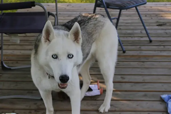 Gros plan portrait d'un chien. Husky sibérien aux yeux bleus. Chien de traîneau sur fond de fleurs printanières . — Photo
