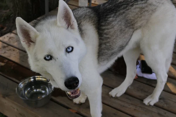 Gros plan portrait d'un chien. Husky sibérien aux yeux bleus. Chien de traîneau sur fond de fleurs printanières . — Photo