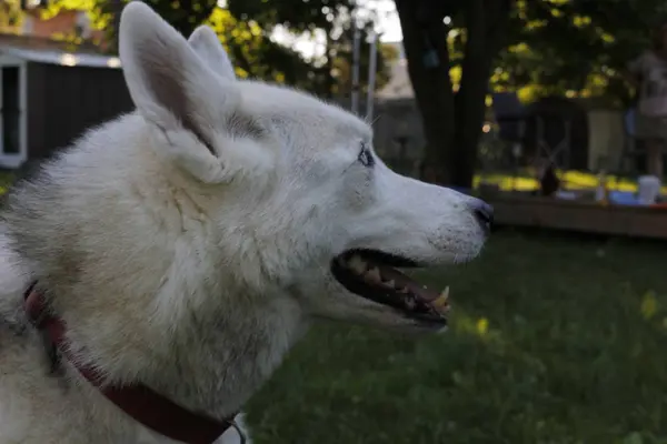 Portret van Siberische Husky op de achtergrond van groen gras — Stockfoto