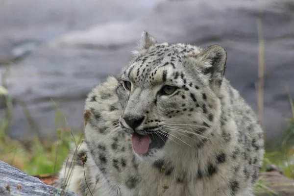 Retrato frontal de leopardo da neve na neve — Fotografia de Stock