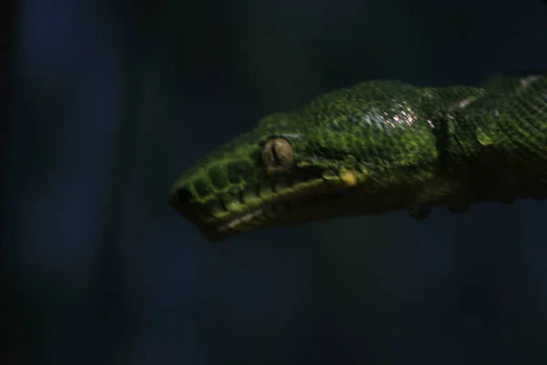 Boa émeraude enroulé dans l'arbre — Photo