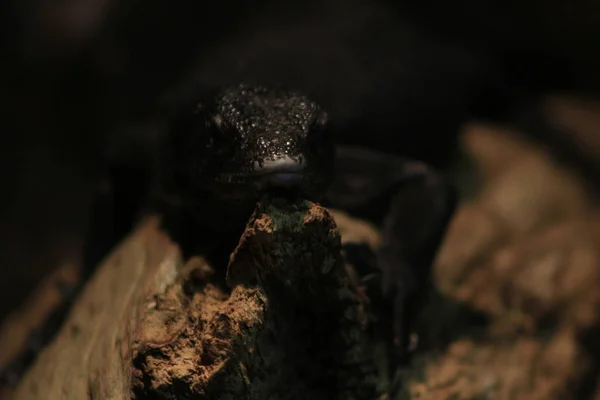 Varanus beccarii, znany również jako Black Tree monitor — Zdjęcie stockowe