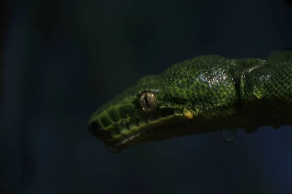 Emerald tree boa coiled in tree — Stock Photo, Image