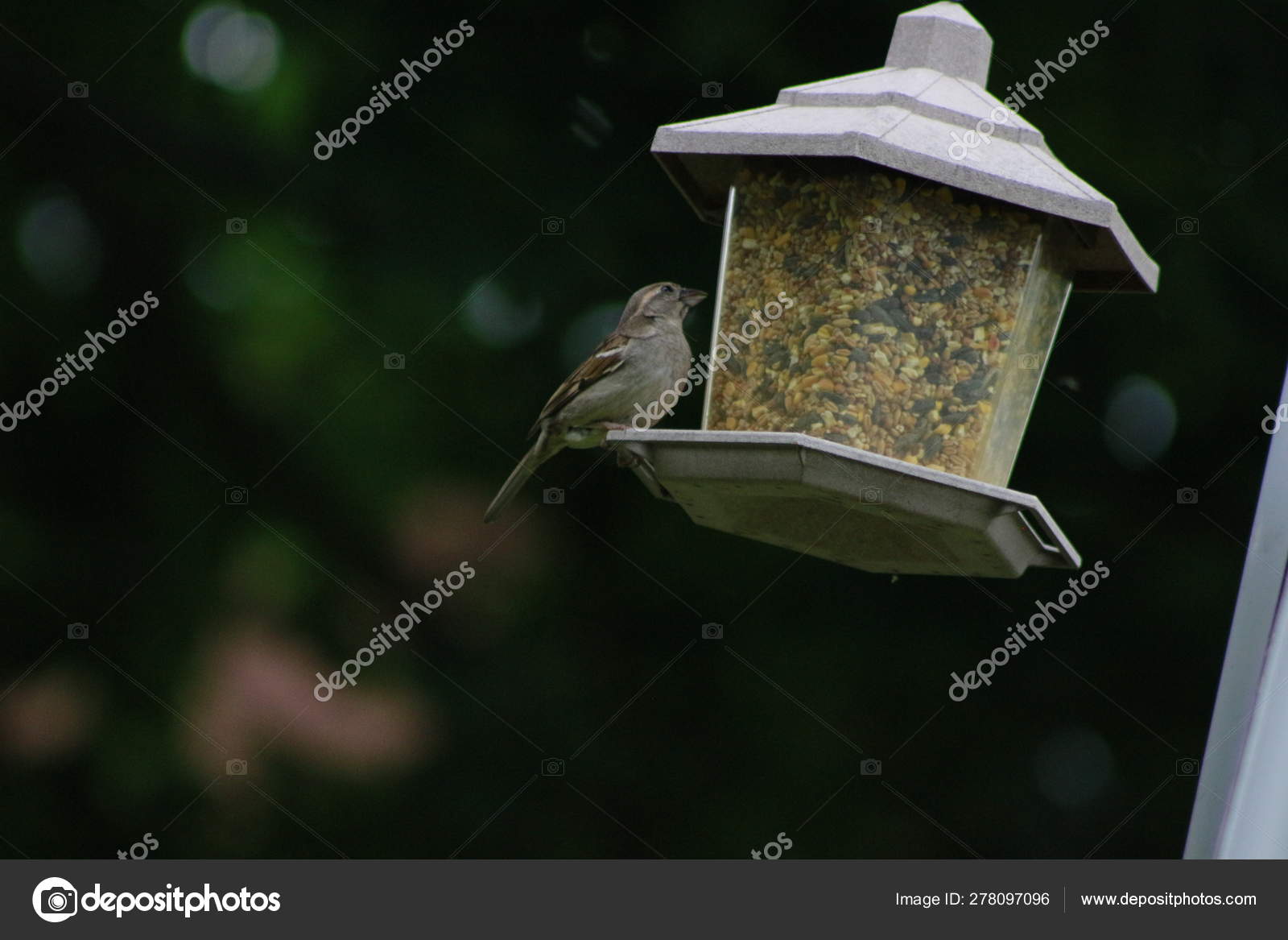 House Sparrow With Suet Pellet In Bill On Bird Feeder Stock