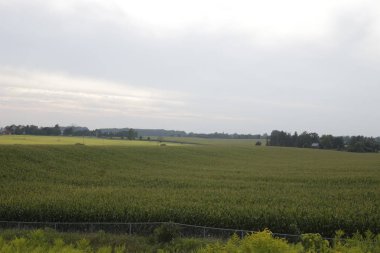 Güney Ontario, Kanada'da mavi gökyüzünün altında mısır ve buğday tarlası, ağaçlar tarafından çitle çevrili