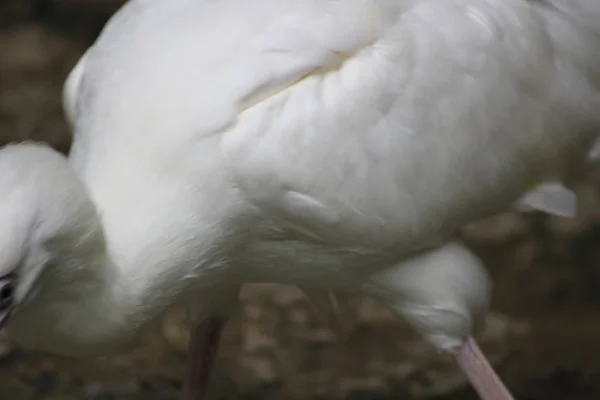 Retrato de um pássaro Spoonbill com seu bico estranho — Fotografia de Stock