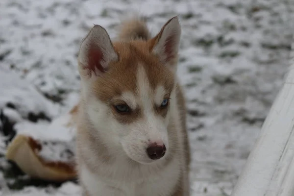 Puppy of husky game in the snow — Stock Photo, Image