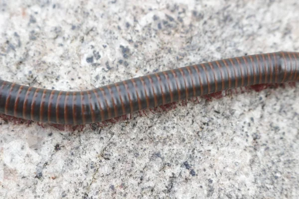 Narceus americanus is een grote Millipede in het oosten van Noord-Amerika. Veelvoorkomende namen zijn Amerikaanse Giant Millipede, worm Millipede en Iron worm. — Stockfoto