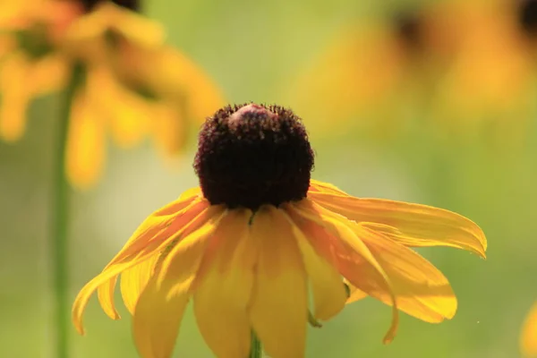 Flores de Rudbeckia hirta, flores de Susan de ojos negros en el jardín en el día soleado del verano — Foto de Stock