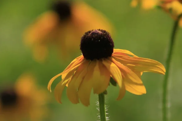 Flores de Rudbeckia hirta, flores de Susan de ojos negros en el jardín en el día soleado del verano — Foto de Stock