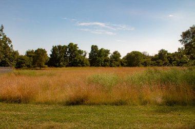 Uzun çim peyzaj tipi fotoğraf. Kopya alanı için oda. Fotoğraf Ontario doğanın güzelliği gösterir