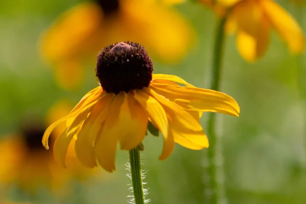 Rocío matutino en una flor silvestre de ojos negros en The Morton Arboretum en Lisle, Illinois . — Foto de Stock