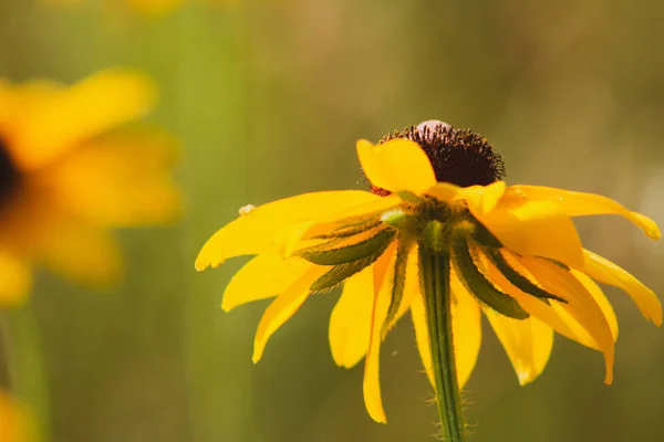 Rocío matutino en una flor silvestre de ojos negros en The Morton Arboretum en Lisle, Illinois . — Foto de Stock