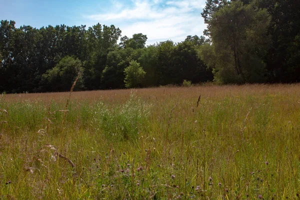 Paysage de prairies à herbes longues avec diverses espèces de fleurs sauvages en Ontario — Photo