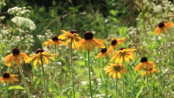 ブラックアイドスーザン - 風の中の花のビデオ — ストック動画