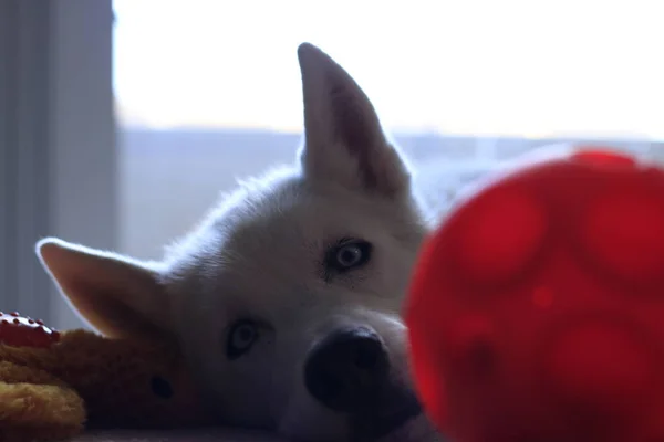 Siberian Husky Studio Retrato balançando cabeça com brinquedo — Fotografia de Stock