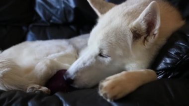 Sibirya husky içinde fıstık ezmesi olan bir oyuncak yalama.
