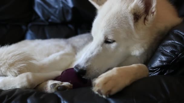 Siberian Husky leckt ein Spielzeug, in dem Erdnussbutter steckt. — Stockvideo