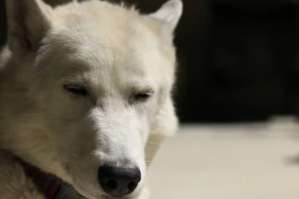 Close-up shot van husky hond erg schattig — Stockfoto