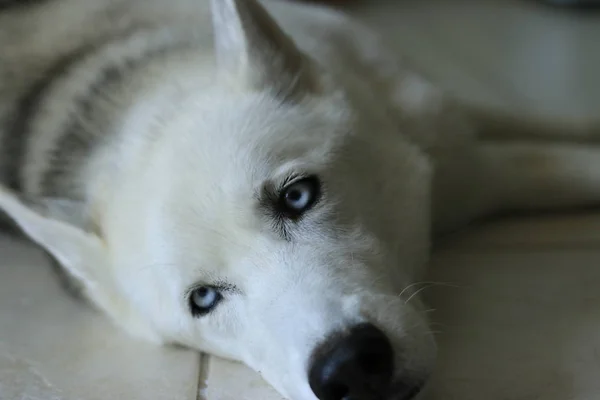 Μια φωτογραφία από το στούντιο του Σιβηρικού σκύλου. Απομονωμένος σε λευκό — Φωτογραφία Αρχείου