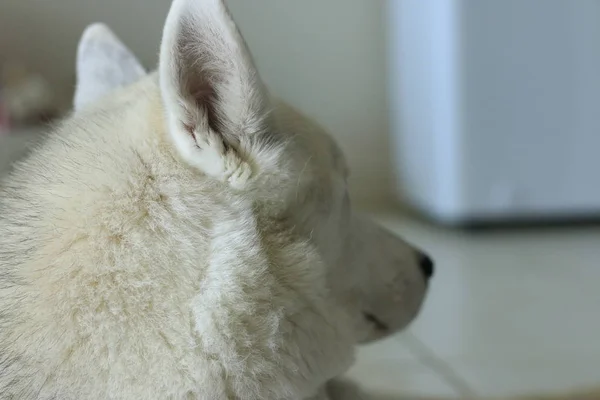 Studioaufnahme eines sibirischen Huskyhundes. isoliert auf weiß — Stockfoto