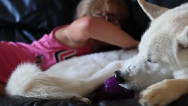 Маленькая девочка обнимается с сибирской хаски на диване — стоковое видео