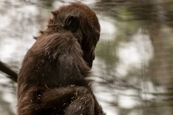Foto de retrato de gorila de tierras bajas occidentales bebé — Foto de Stock