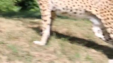 Kadın çita oturup dikkatli bakıyor