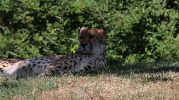 Een video van Cheetah vrouw die in het gras tijdens de zomerse hitte neerlegt — Stockvideo