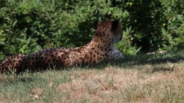 Une vidéo de guépard femelle allongée dans l'herbe pendant la chaleur estivale — Video