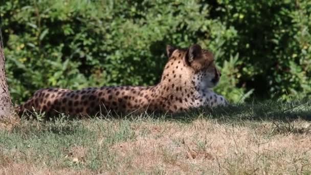 Een video van Cheetah vrouw die in het gras tijdens de zomerse hitte neerlegt — Stockvideo