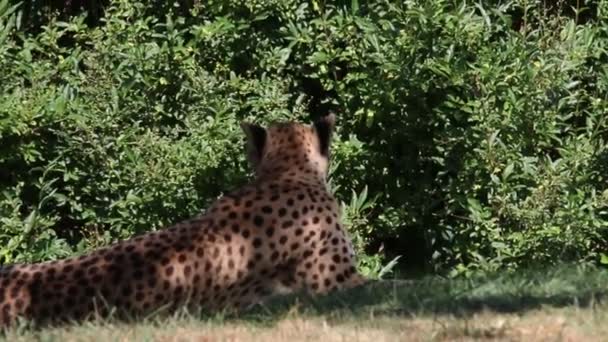 Een video van Cheetah vrouw die in het gras tijdens de zomerse hitte neerlegt — Stockvideo