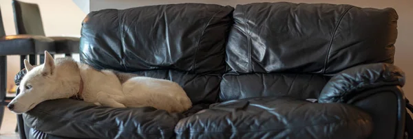 Πανοραμική φωτογραφία του Σιβηρικού Χάσκι σε ένα δερμάτινο καναπέ. Μεγάλη φωτογραφία PET ιδέα — Φωτογραφία Αρχείου