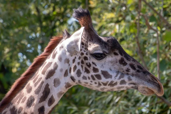 Портретное фото жирафа Масаи — стоковое фото