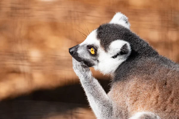 Halka kuyruk lemur. Bu bir ağaç üzerinde bir halka kuyruk lemur bir yan görünümüdür — Stok fotoğraf