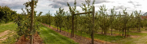 Apple Sad zdjęcie panoramiczne w Ontario Kanada, jabłka są dużym kanadyjskim produktem rolnym — Zdjęcie stockowe