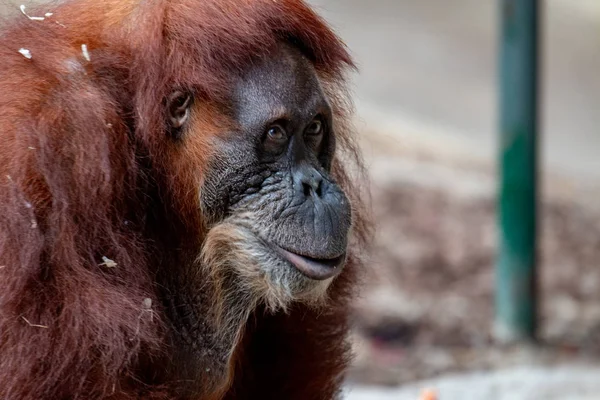 Un orangután femenino. Mírame, soy hermosa - Retrato de un orangután femenino . — Foto de Stock