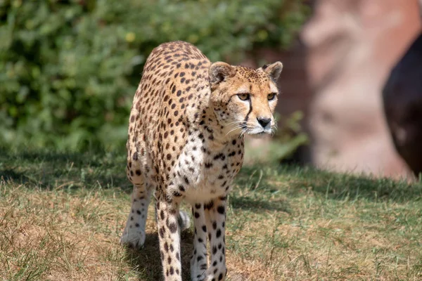 Cheetah femenino. Un guepardo hermoso, de ojos ámbar y hembra del Masai Mara en Kenia. Sentado en un viejo montículo de termitas buscando presas —  Fotos de Stock