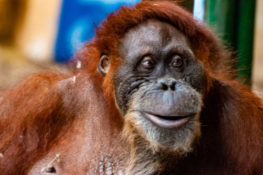Orangutan. Dişi orangutan'ın yakın çekim. Palmiye Yağı tarlalarıhabitat kaybı nedeniyle tehlike altında.