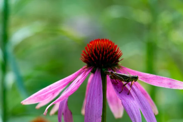 Grasshopper en coneflower. Saltamontes de patas rojas lindo descansando en la parte superior de una flor de cono, hermosos tonos de rosa, púrpura, naranja y verde, gran naturaleza o . — Foto de Stock