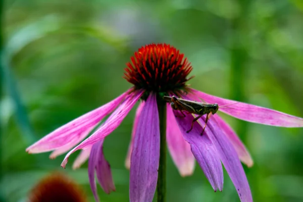 Grasshopper en coneflower. Saltamontes de patas rojas lindo descansando en la parte superior de una flor de cono, hermosos tonos de rosa, púrpura, naranja y verde, gran naturaleza o . — Foto de Stock