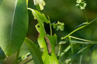 Monarch Catterpillar bir milkweed bitkiüzerinde. Tırtıl dönüşmeye hazırlanırken yapraklar yenir.