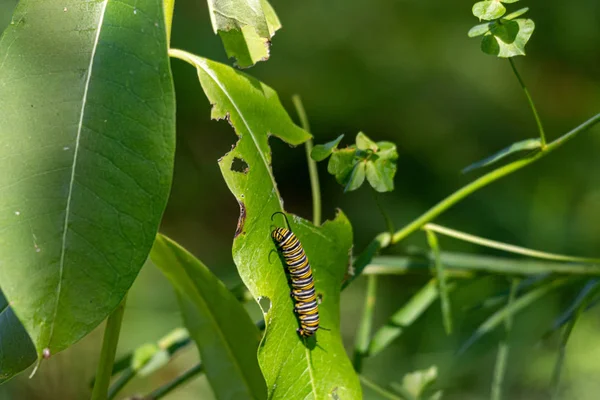 Monarch Catterpillar bir milkweed bitkiüzerinde. Tırtıl dönüşmeye hazırlanırken yapraklar yenir.