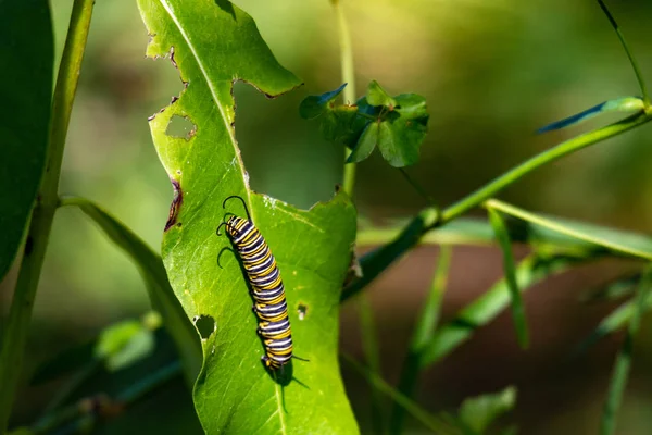 Monarch Catterpillar bir milkweed bitkiüzerinde. Tırtıl dönüşmeye hazırlanırken yapraklar yenir.