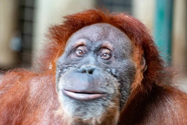 猩猩。雌性猩猩的特写镜头。因棕榈油种植园的栖息地丧失而濒临灭绝. — 图库照片