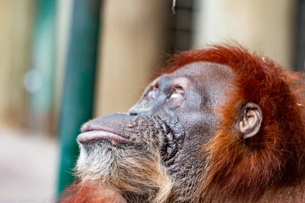 猩猩。雌性猩猩的特写镜头。因棕榈油种植园的栖息地丧失而濒临灭绝. — 图库照片