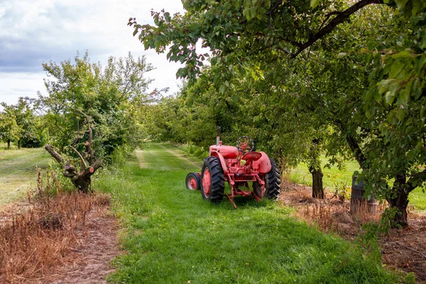 Antique Tractor and orchard. An antique farm tractor sits amidst an orchard of blossoming apple trees