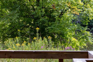 sulak alanlar, çeşitli bitki ve hayvanlara ev sahipliği yapan önemli tatlı su ekosistemleridir.